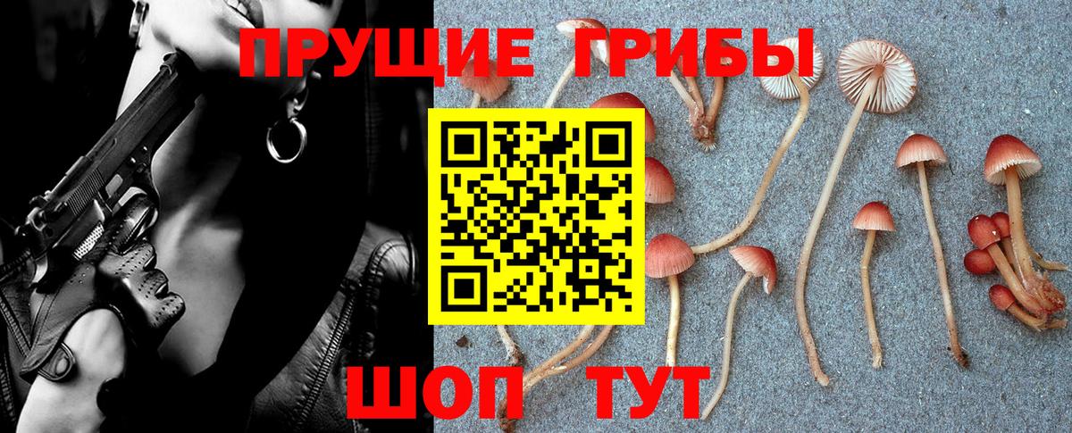 Псилоцибиновые грибы Psilocybe Менделеевск